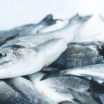 南あわじ市メガフロート海づり公園完全攻略ガイド：2026年春の最新釣果と家族での準備術